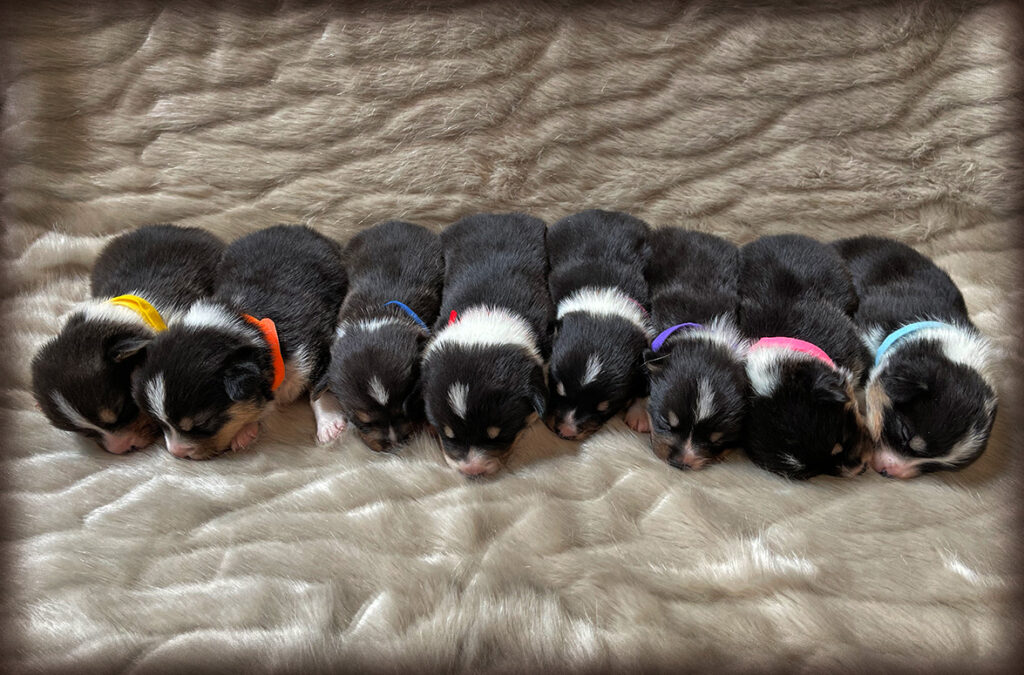 Holly's Puppies 12/20